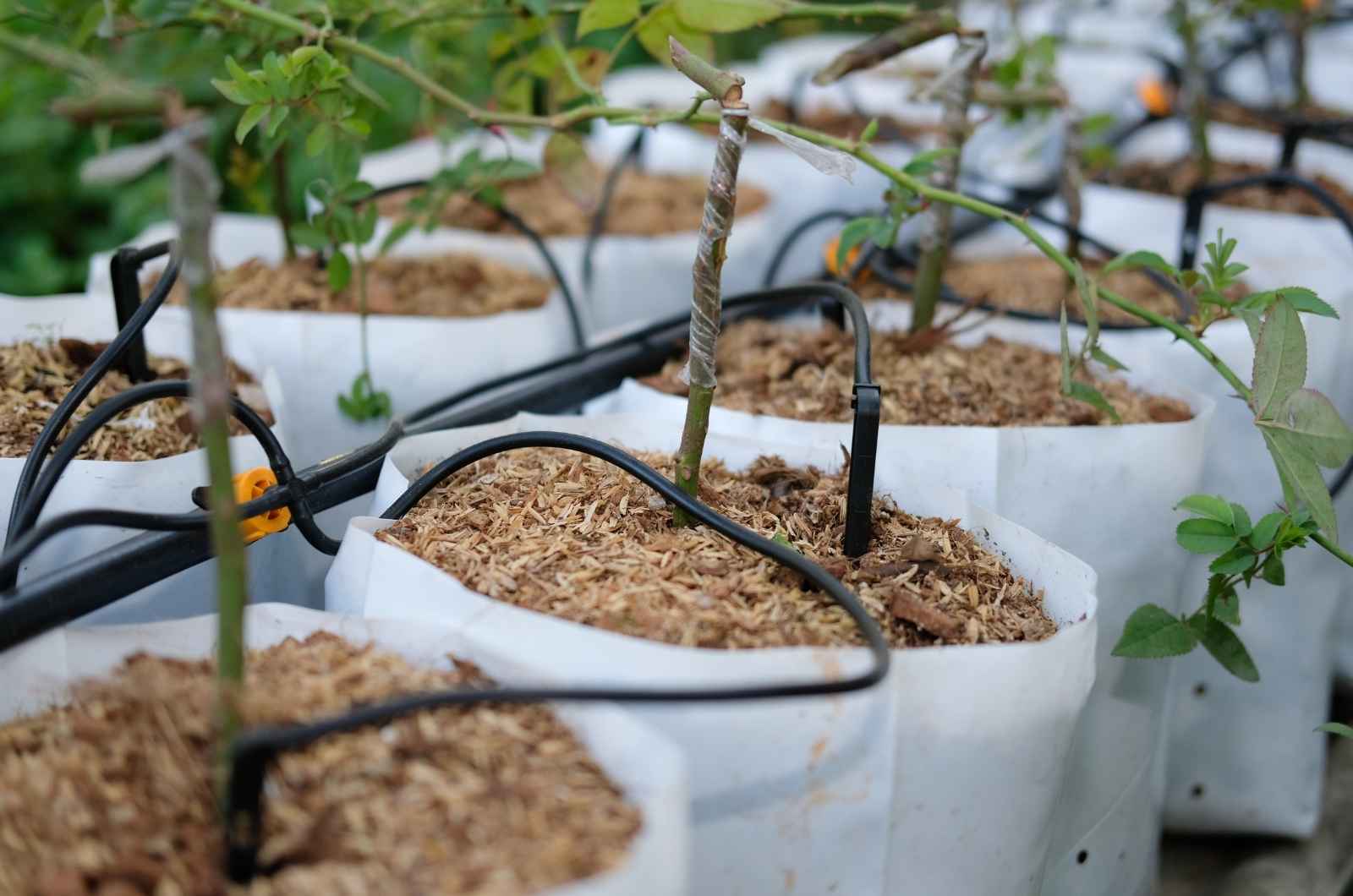 Exploring Plant-DiTech's Innovative Approach to Plant Phenotyping